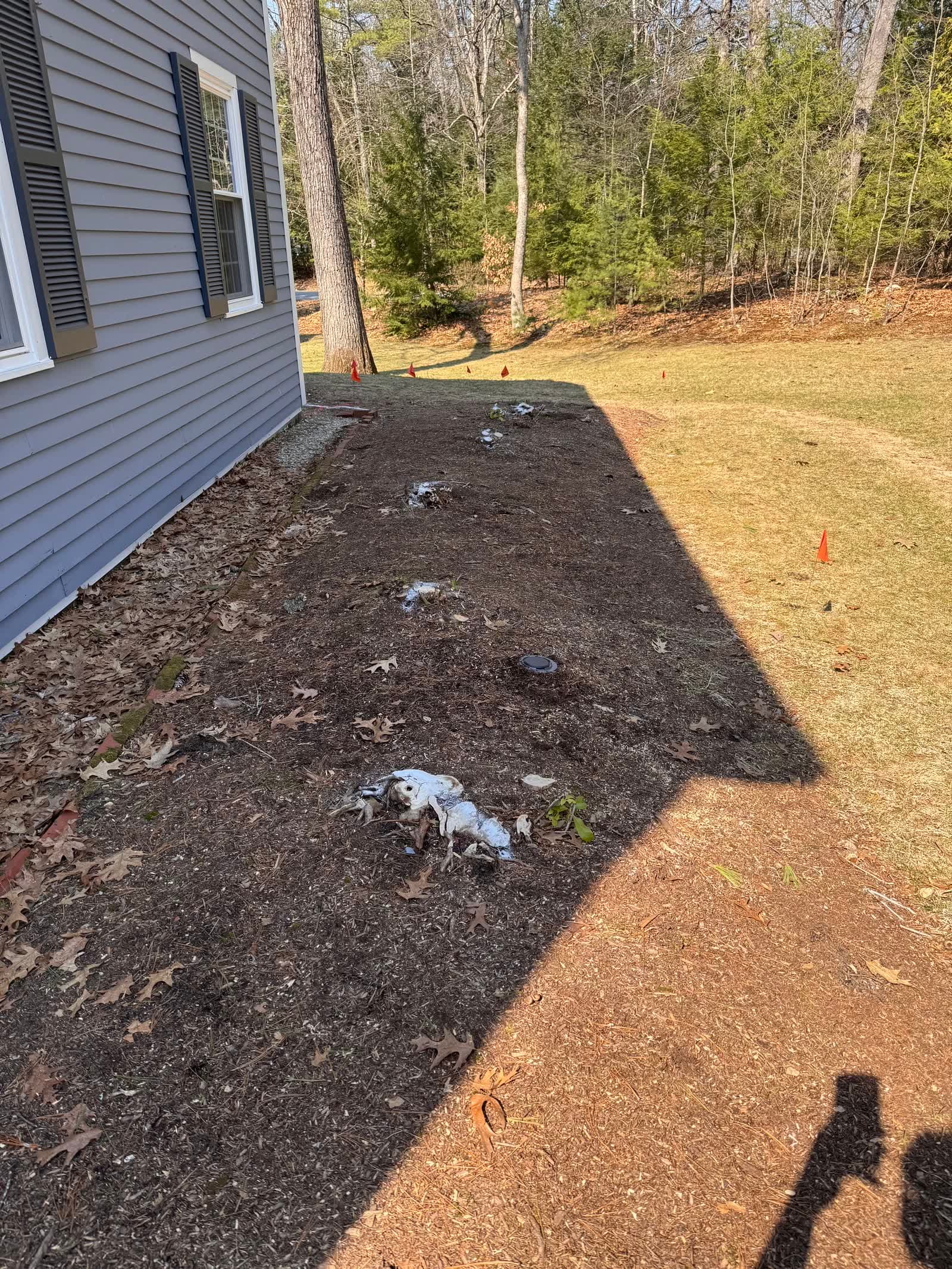 Garden bed before stump grinding