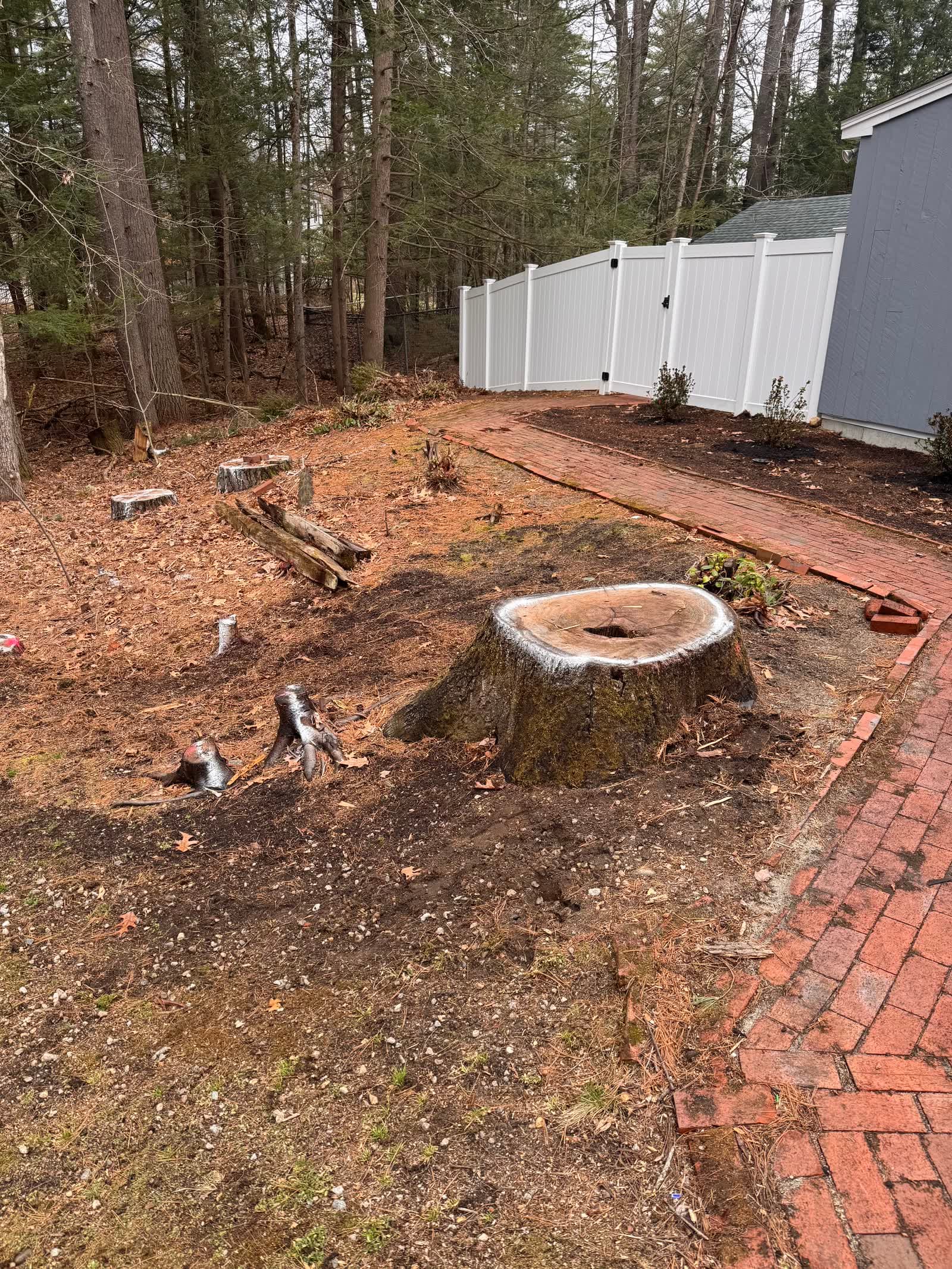 Walkway before stump grinding: stumps and debris along the walk