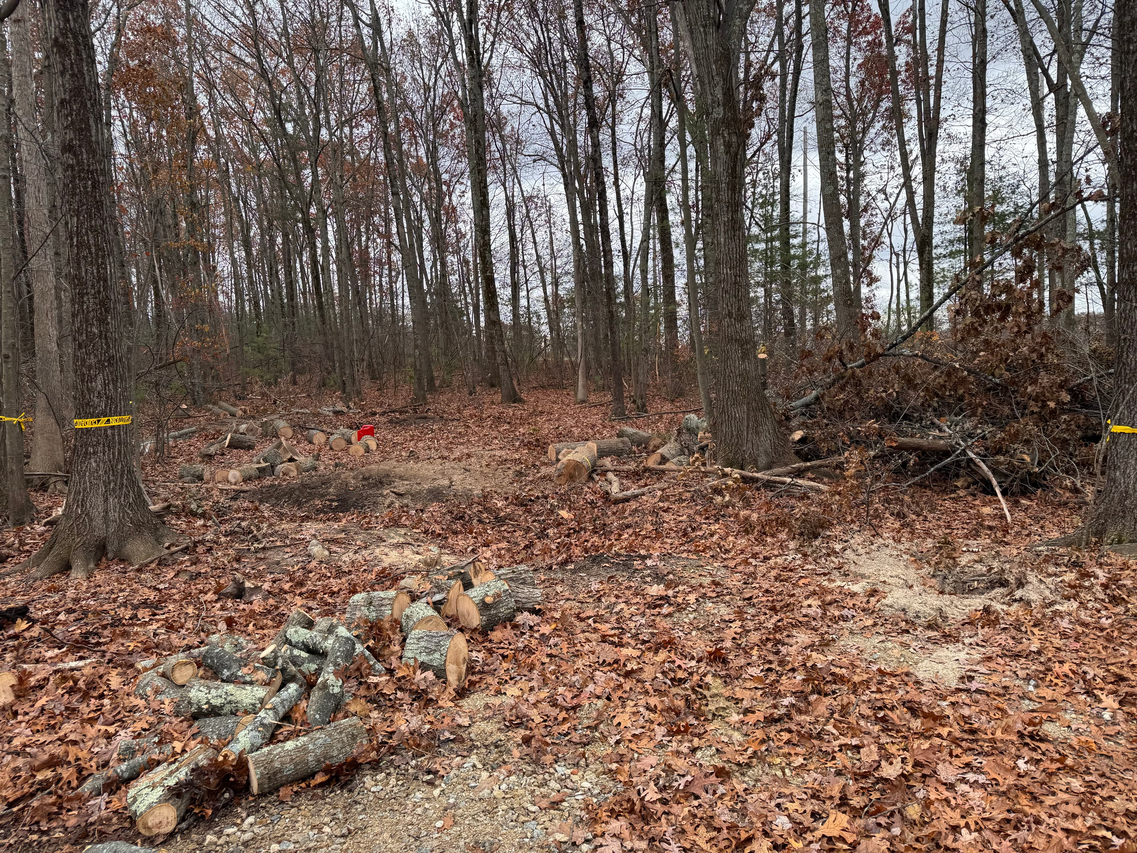 After: Cleaned forest floor with wood chips and sawdust from completed stump grinding, logs bucked up and area cleared