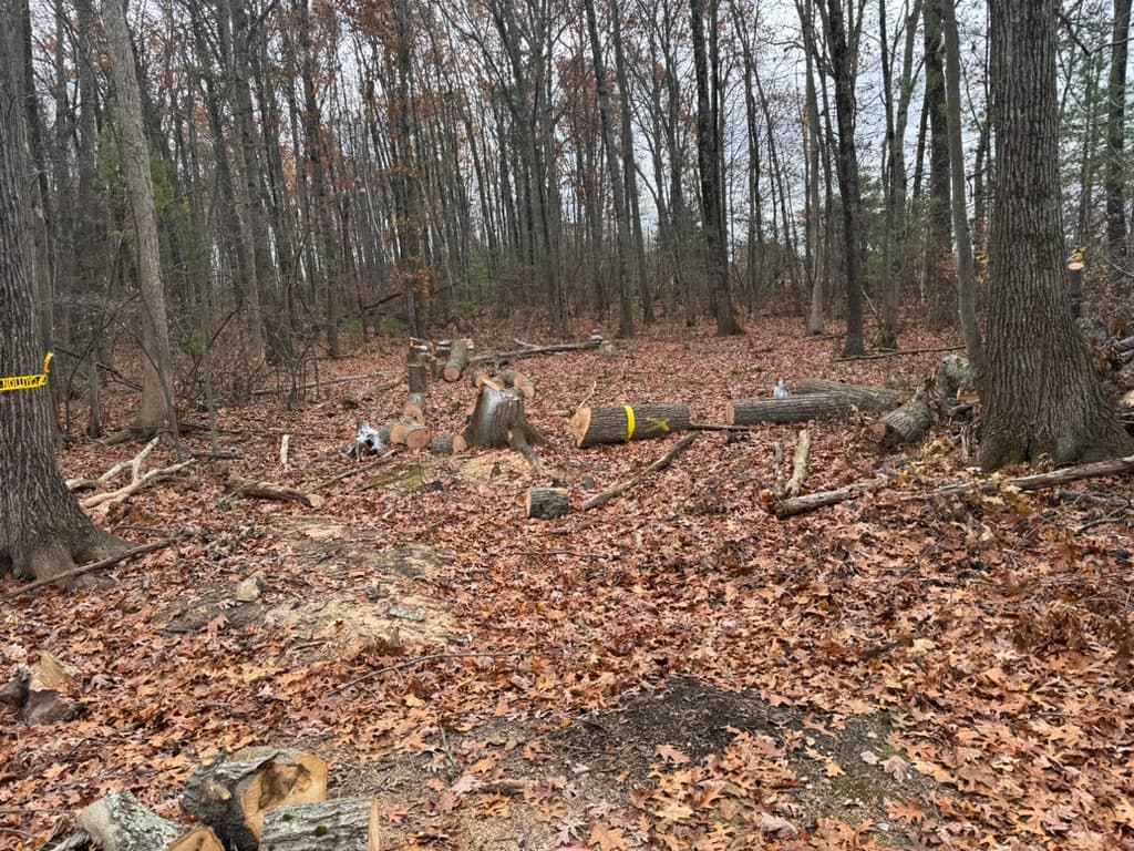 Before: Forest scene showing logs and tree stumps marked with yellow caution tape, ready for stump grinding work